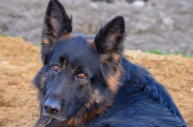 Jack