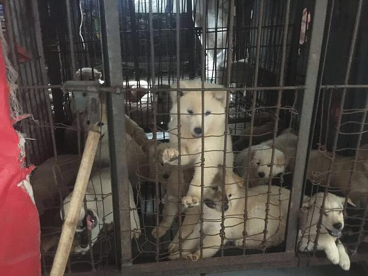 Diese Bilder sind nichts für schwache Nerven: In kleinen Käfigen eingepfercht warten die Hunde auf ihre Schlachtung.
