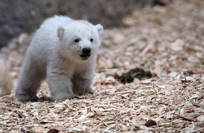 Knuddel-Alarm in Hellabrunn: Das kleine Eisbärbaby wagt sich heute zum ersten Mal ins Freigehege.