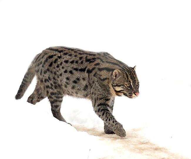 Winterimpressionen aus dem Tierpark Hellabrunn: Hier eine Fischkatze.