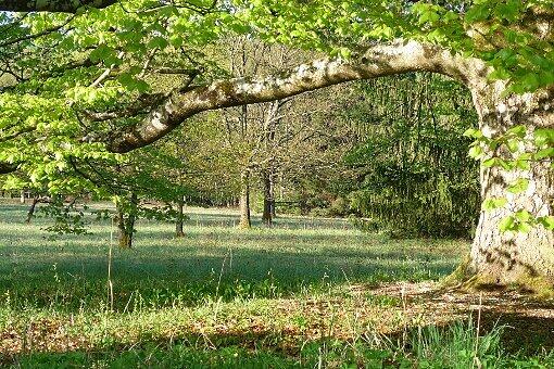 Erst Huteichen, Kastanien, dann viele Fichten: Inzwischen ist der Forstenrieder Park wieder ein wunderbarer Michwald.