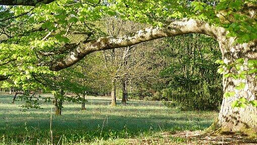 Erst Huteichen, Kastanien, dann viele Fichten: Inzwischen ist der Forstenrieder Park wieder ein wunderbarer Michwald. Erst Huteichen, Kastanien, dann viele Fichten: Inzwischen ist der Forstenrieder Park wieder ein wunderbarer Michwald.