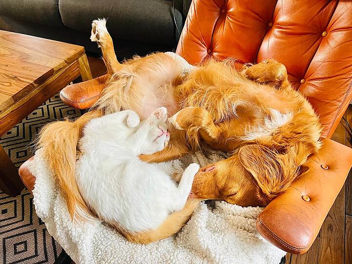 Hündin Nala (Nova Scotia Duck Tolling Retriever) und Kater Scotch