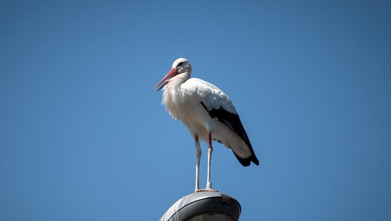 Ein Storch sitzt auf einer Straßenlaterne. Foto: Sina Schuldt/dpa/Symbolbild Ein Storch sitzt auf einer Straßenlaterne. Foto: Sina Schuldt/dpa/Symbolbild