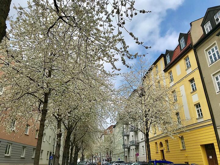 Die Schwabinger Fallmerayerstraße wie ein weißes Blütenwunderland.