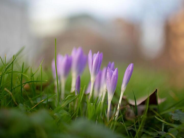 Krokusse blühen in einem Park in der Düsseldorfer Innenstadt. Die Temperaturen in Deutschland sind Ende Januar vielerorts ungewöhnlich mild.