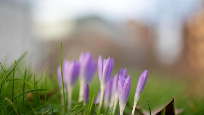 Krokusse blühen in einem Park in der Düsseldorfer Innenstadt. Die Temperaturen in Deutschland sind Ende Januar vielerorts ungewöhnlich mild. Krokusse blühen in einem Park in der Düsseldorfer Innenstadt. Die Temperaturen in Deutschland sind Ende Januar vielerorts ungewöhnlich mild.