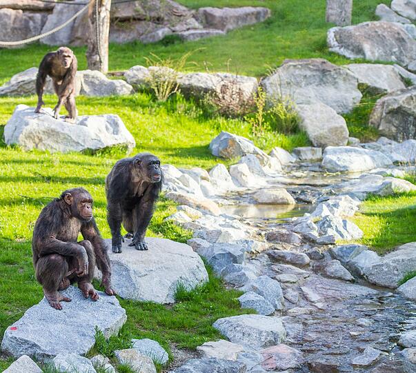 Die Schimpansen und Gorillas fühlen sich in der umgebauten Anlage offenbar wohl.