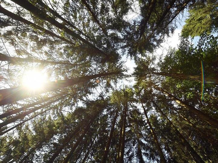 Nadelbäume ragen in den Himmel. Foto: Uli Deck/Archivbild