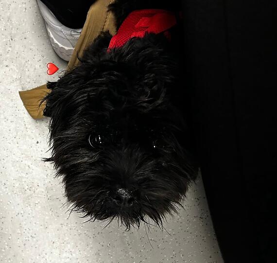 Yuno: Er ist immer für mich da, super anhänglich, kuschelt sehr viel und zeigt, wie pure, gesunde Liebe aussieht. Er ist überall dabei - ob Office, Flugzeug oder Deutsche Bahn. Für jedes Abenteuer ist er zu haben.