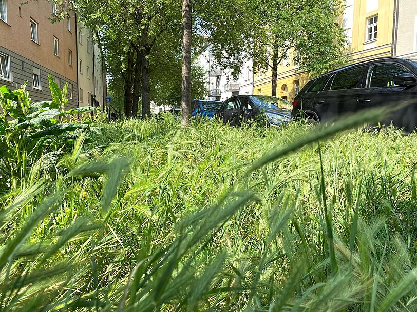 . . . auf der großen Fläche an der Fallmerayer- Ecke Herzogstraße . . . . . . auf der großen Fläche an der Fallmerayer- Ecke Herzogstraße . . .