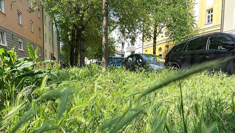 . . . auf der großen Fläche an der Fallmerayer- Ecke Herzogstraße . . . . . . auf der großen Fläche an der Fallmerayer- Ecke Herzogstraße . . .