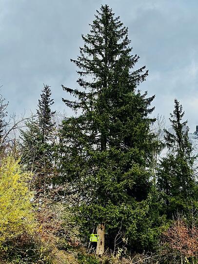 Letzten Montag stand die 24 Meter hohe Prachtfichte noch an ihrem Platz etwa 500 Meter unterhalb der Wochenbrunner Alm, an der Straße hinunter nach Ellmau. Letzten Montag stand die 24 Meter hohe Prachtfichte noch an ihrem Platz etwa 500 Meter unterhalb der Wochenbrunner Alm, an der Straße hinunter nach Ellmau.