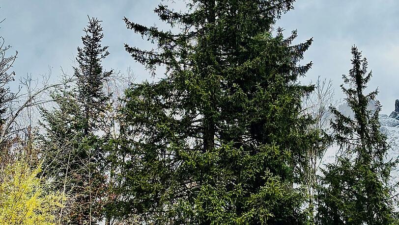Letzten Montag stand die 24 Meter hohe Prachtfichte noch an ihrem Platz etwa 500 Meter unterhalb der Wochenbrunner Alm, an der Straße hinunter nach Ellmau. Letzten Montag stand die 24 Meter hohe Prachtfichte noch an ihrem Platz etwa 500 Meter unterhalb der Wochenbrunner Alm, an der Straße hinunter nach Ellmau.