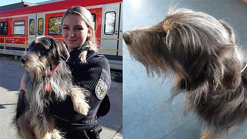 "Fundhund" Lemmy konnte seinem Besitzer wieder übergeben werden.