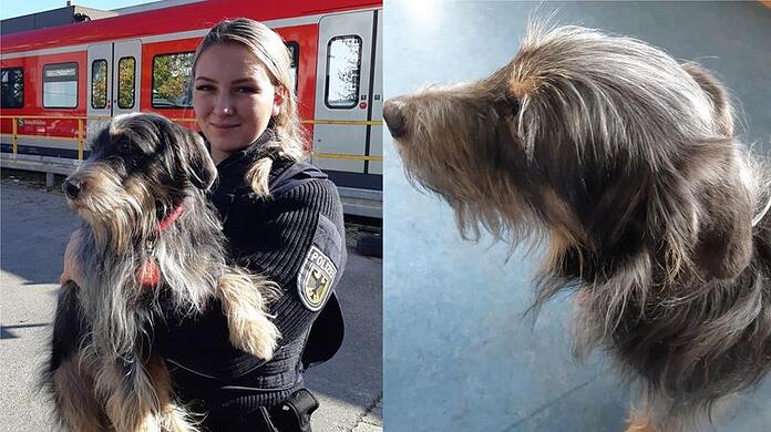 "Fundhund" Lemmy konnte seinem Besitzer wieder übergeben werden.