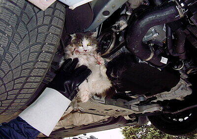 Ein ADAC-Mitarbeiter befreite diese Katze aus einem Motorraum.