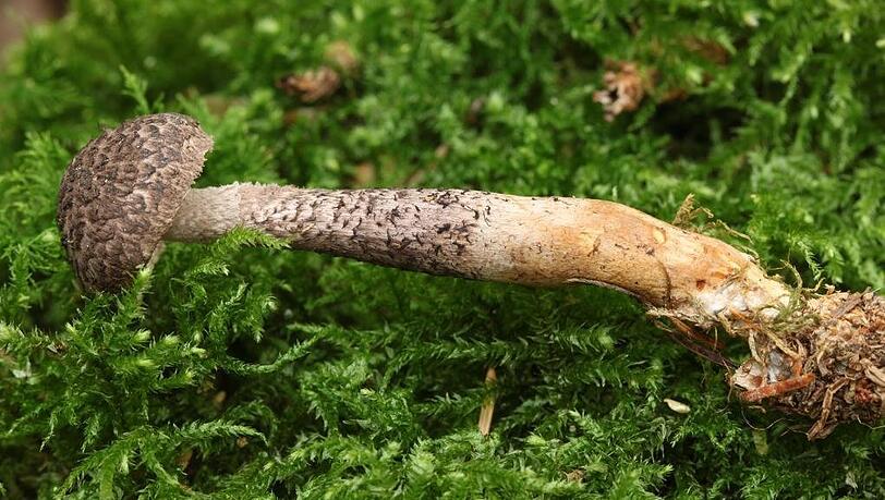 Ein Parasitenpilz, der weltweit bisher nicht mehr als ein Dutzend Mal nachgewiesen worden ist: der Squamanita pearsonii, der hier ganz offensichtlich einen Amianth-Körnchenschirmling befallen und bereits teilweise umgeformt hat. Das Fundstück aus dem Seeoner Forst ist etwa acht Zentimeter lang. Ein Parasitenpilz, der weltweit bisher nicht mehr als ein Dutzend Mal nachgewiesen worden ist: der Squamanita pearsonii, der hier ganz offensichtlich einen Amianth-Körnchenschirmling befallen und bereits teilweise umgeformt hat. Das Fundstück aus dem Seeoner Forst ist etwa acht Zentimeter lang.