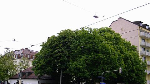 Sollen offenbar einem Bauprojekt weichen: die sechs Kastanien an der Fraunhoferstraße.