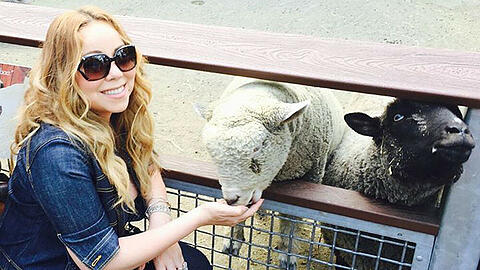 Mariah Carey beim Füttern von Schafen