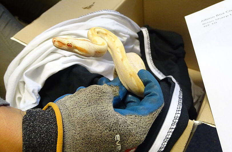 Ebenfalls extrem selten: Albino Boa Constrictor.