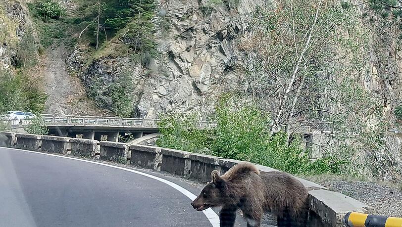 Ein etwa fünf Jahre alter Jungbär auf der Bergstraße Transfagarasan in den rumänischen Karpaten knurrt Autofahrer an.