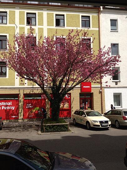 In bunten Farben blüht dieser Baum in der Winterstraße, unweit des Hans-Mielich-Platzes.