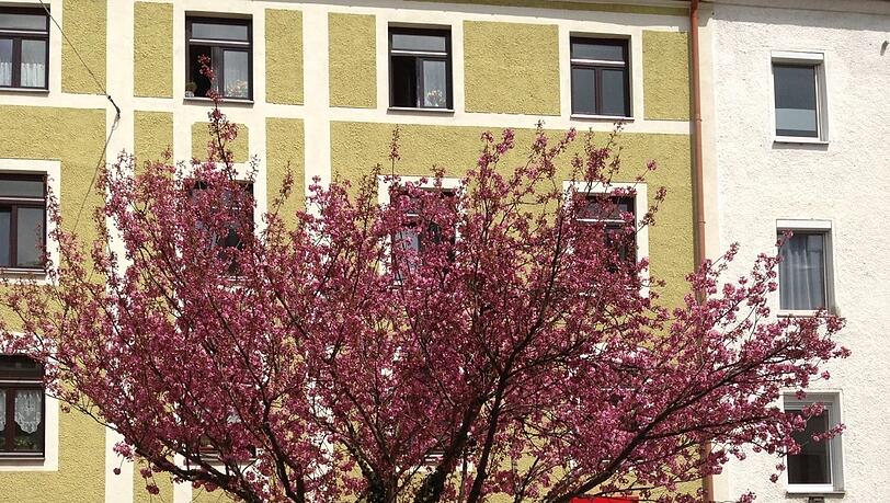 In bunten Farben blüht dieser Baum in der Winterstraße, unweit des Hans-Mielich-Platzes. In bunten Farben blüht dieser Baum in der Winterstraße, unweit des Hans-Mielich-Platzes.