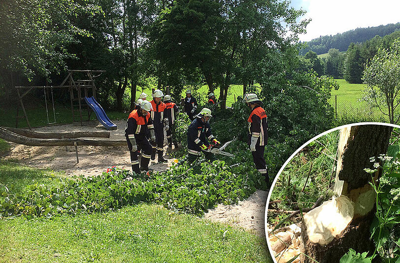 Die Feuerwehr entfernt den Baum von dem Spielplatz. Ein Biber wollte ihn wohl für seinen Staudamm fällen. Unten rechts: So weit war der Baum angenagt.