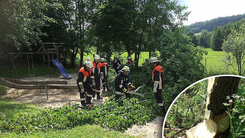 Die Feuerwehr entfernt den Baum von dem Spielplatz. Ein Biber wollte ihn wohl für seinen Staudamm fällen. Unten rechts: So weit war der Baum angenagt. Die Feuerwehr entfernt den Baum von dem Spielplatz. Ein Biber wollte ihn wohl für seinen Staudamm fällen. Unten rechts: So weit war der Baum angenagt.