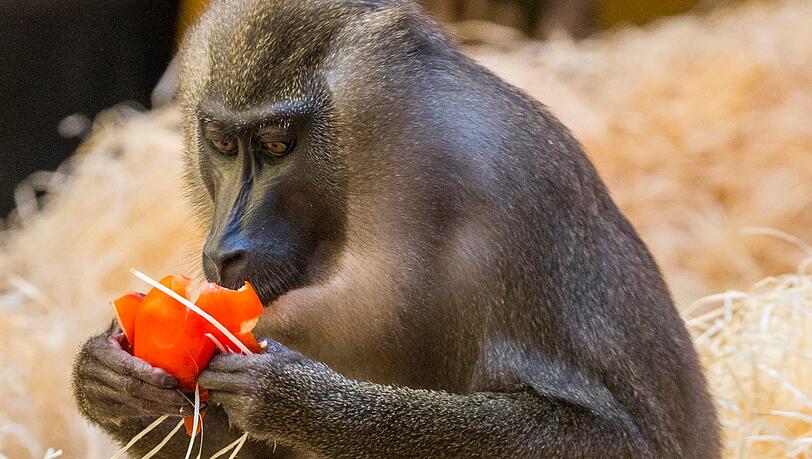 Nicht ohne meine Mama: Das Affenbaby Pinto ist der jüngste Nachwuchs bei den Drills in Hellabrunn. Nicht ohne meine Mama: Das Affenbaby Pinto ist der jüngste Nachwuchs bei den Drills in Hellabrunn.