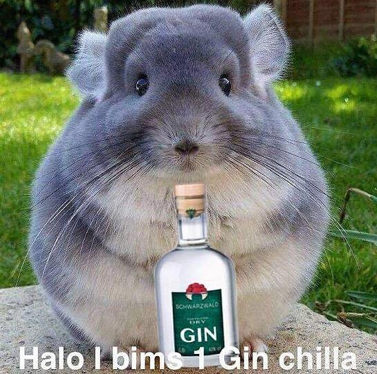 Ein GinChilla