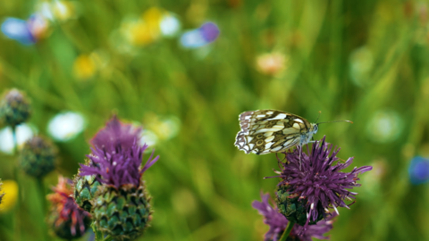 In den Landkreisen Kelheim, Straubing und Dingolfing-Landau in Niederbayern wurden mit Geldern der GlückSpirale Diasporen von Ackerwildkräutern auf ausgewählten Flächen erfasst. Die Ergebnisse lassen Rückschlüsse zu, unter welchen Umständen die einstmals artenreiche Ackerwildkrautflora wieder aktiviert werden kann.