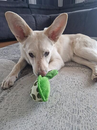 Milo: Er ist mein verspielter und verschmuster, aus dem Tierheim geretteter, bester Freund. Mit seinen großen Ohren überhört er nichts, was in unserer Familie passiert.