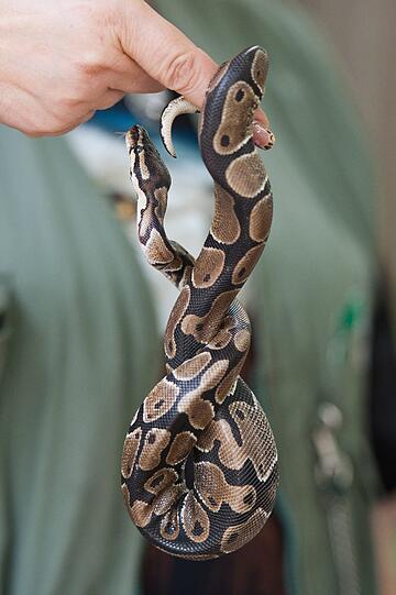 Diese Python haben Kinder auf einem Bolzplatz in Straubing gefunden. Tierpark-Mitarbeiterin Helga Hartl hat das Tier in der Hand.
