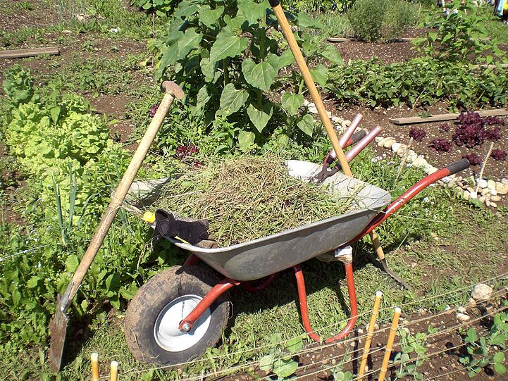 Ist jedes Kraut im Garten gleich ein Unkraut? die Gartenfreunde klären auf!