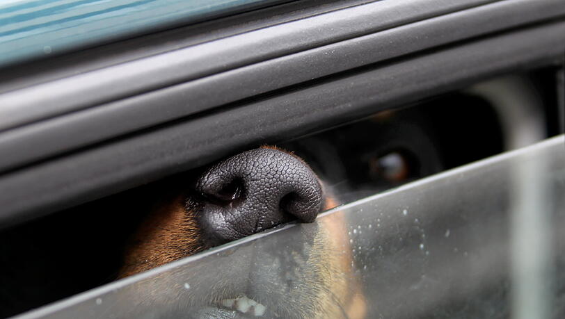 Selbst, wenn das Auto im Schatten abgestellt wird oder die Fenster einen Spalt geöffnet sind: Hunde haben bei sommerlichen Temperaturen im Auto nichts zu suchen. Für die Tiere ist es eine Tortur.