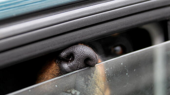 Selbst, wenn das Auto im Schatten abgestellt wird oder die Fenster einen Spalt geöffnet sind: Hunde haben bei sommerlichen Temperaturen im Auto nichts zu suchen. Für die Tiere ist es eine Tortur.