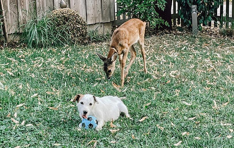 Rehbock Ludwig und Parson Russel Terrier Cilly