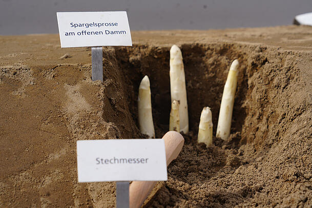 So schauen die Spargel-Stangerl aus der Schrobenhausener Erde, bevor sie geerntet werden.