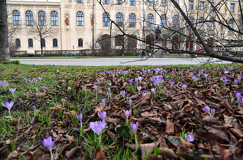 Die ersten Krokusse, Butterblumen und Schneeglöckchen sprießen in der Maximilianstraße aus dem Boden. Die Bilder des AZ-Leserreporters.