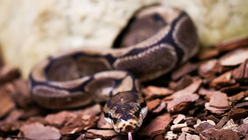 Pythons würgen ihre Opfer, können aber auch zubeißen. (Symbolbild)