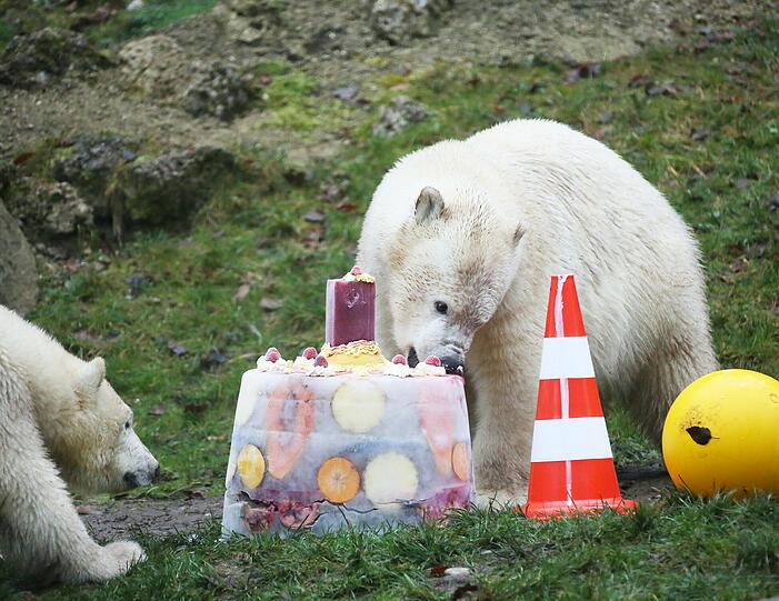 Die schönsten Bilder vom ersten Geburtstag der Münchner Eisbären-Zwillinge Nela und Noby mit ihrer Mutter Giovanna.