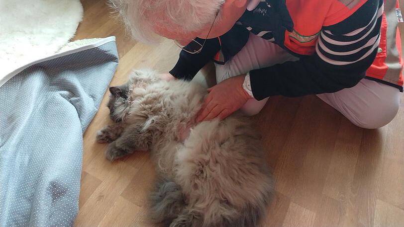 Der Tierarzt kümmerte sich um den verletzten Kater.
