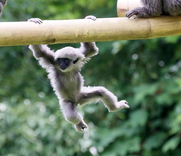 Mia ist die jüngste der fünfköpfigen Silbergibbon-Familie im Tierpark Hellabrunn.