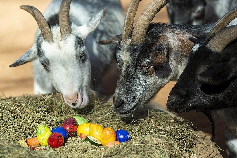 Die westafrikanischen Zwergziegen bekamen vom Osterhasen Gemüse - nebst bunt bemalten Eiern.