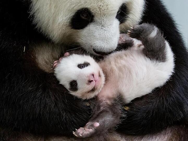 Mama Meng Meng hält eines der kleinen Pandabären im Arm.