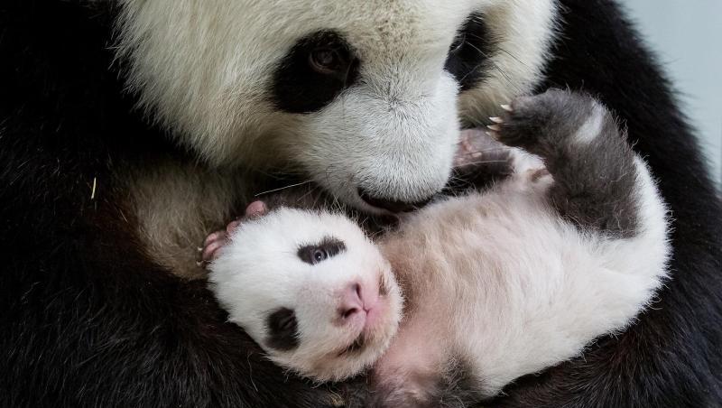 Mama Meng Meng hält eines der kleinen Pandabären im Arm. Mama Meng Meng hält eines der kleinen Pandabären im Arm.
