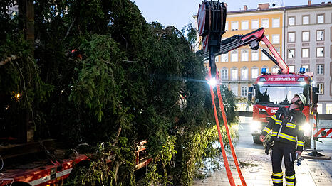 Gemeinsam mit der Berufsfeuerwehr München stellt die Geber-Gemeinde aus Ellmau die 24 Meter hohe Fichte am Marienplatz auf.