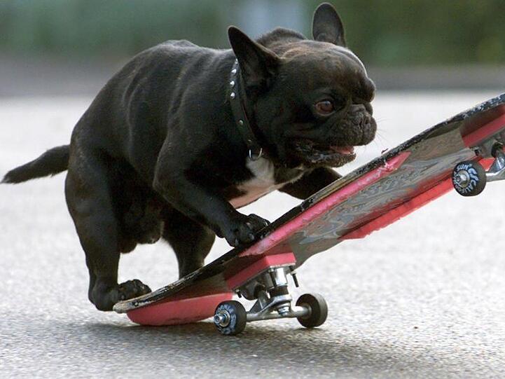 Die französiche Bulldogge Bruno steigt auf ein Skateboard.